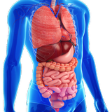 Gastrointestinal system diseas Zeichen