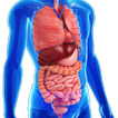 Gastrointestinal system diseas