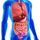 Gastrointestinal system diseas icon