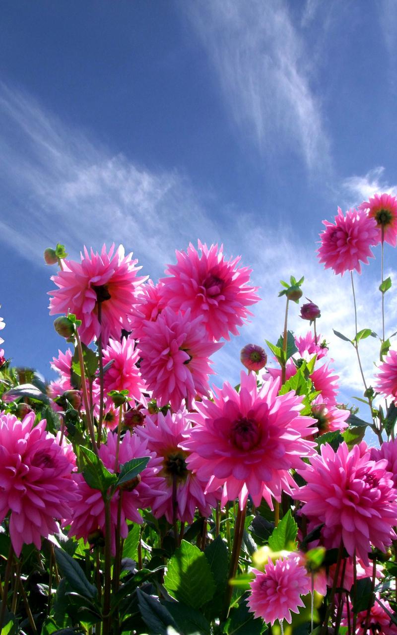 Garden Live Wallpaper APK for Android Download Garden Live Wallpaper APK for Android Download