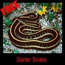 Garter Snake APK