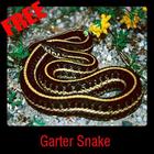 Garter Snake آئیکن