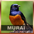 Suara Burung Murai Batu