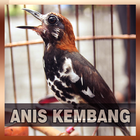 Icona Suara Burung Anis Kembang