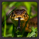 Black Mamba Snake HD Wallpaper APK