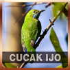 Suara Burung Cucak Ijo APK