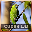 Suara Burung Cucak Ijo APK