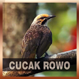 Suara Burung Cucak Rowo