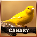 Canary Bird Song