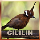 Suara Burung Cililin APK