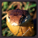 Cobra Sbake HD Wallpapers APK