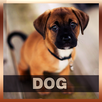 Dog Growl Sounds APK