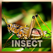 Insect Sound Collections