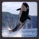 Killer Whale HD Wallpapers APK