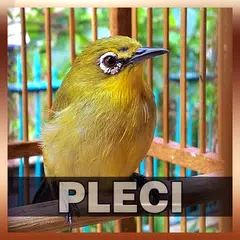 Suara Burung Pleci APK download