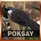 Suara Burung Poksay icon