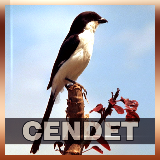 Suara Burung Cendet