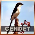 Suara Burung Cendet