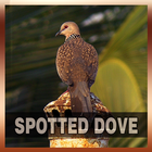 آیکون‌ Spotted Dove Bird Song