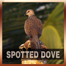 Spotted Dove Bird Song APK