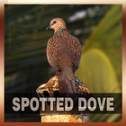 Spotted Dove Bird Song Zeichen