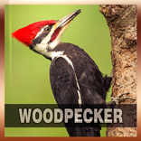 Woodpecker Bird Song