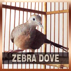 Zebra Dove Song Collections APK download