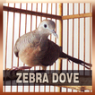 ”Zebra Dove Song Collections