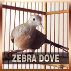 Zebra Dove Song Collections Zeichen