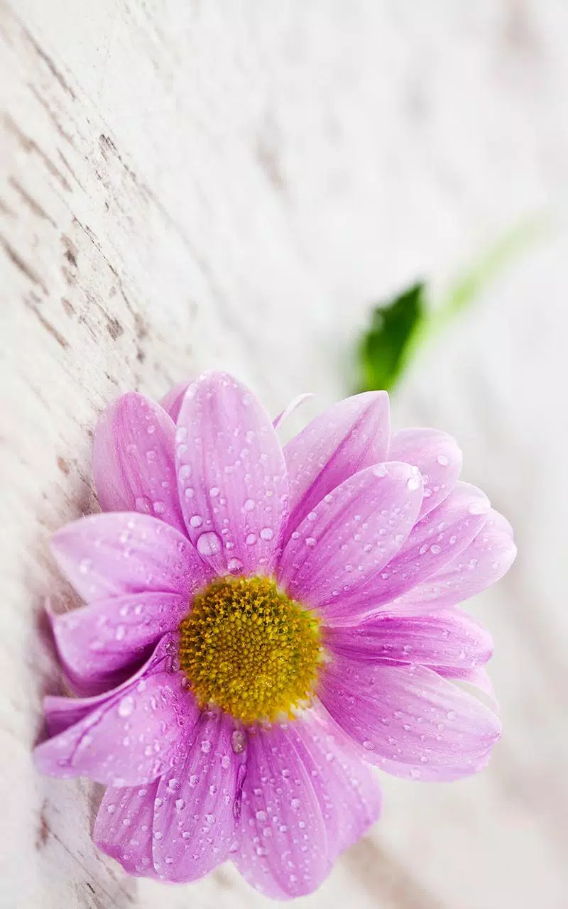 Blumen Hintergrundbilder APK für Android herunterladen