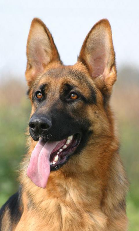 Скачать German Shepherd Wallpapers APK для Android Скачать German Shepherd Wallpapers APK для Android