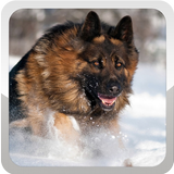 German Shepherd Wallpaper ไอคอน