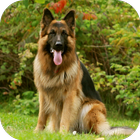 German Shepherd Wallpaper-icoon