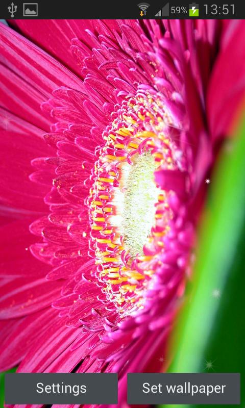 Fantastis 15 Gambar  Bunga  Yg  Bergerak Gambar  Bunga  Indah