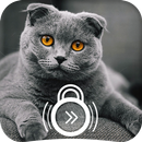 The British Shorthair Kawaii Kitten Lock Screen-APK
