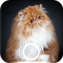 Fluffy Persian Cat Cutest Kitty Phone Lock Screen APK
