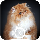 Fluffy Persian Cat Cutest Kitty Phone Lock Screen icône