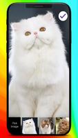 Fluffy Persian Cat Cutest Kitty Phone Lock Screen capture d'écran 2