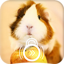 Guinea Pig Fluffy Home Animal Lock Screen-APK