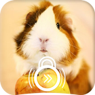 Guinea Pig Fluffy Home Animal Lock Screen-icoon