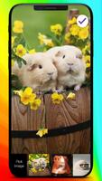 Guinea Pig Fluffy Home Animal Lock Screen screenshot 2