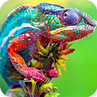 Icona Chameleon Live Wallpaper