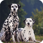 Dalmata Live Wallpaper أيقونة