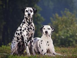 Dalmata Live Wallpaper capture d'écran 1