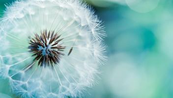 Dandelion Live Wallpaper captura de pantalla 2