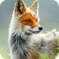 Fox Live Wallpaper