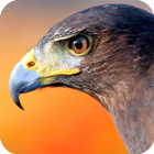 Falcon Live Wallpaper آئیکن