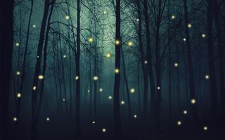 برنامه‌نما Fireflies Live Wallpaper عکس از صفحه