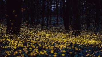 برنامه‌نما Fireflies Live Wallpaper عکس از صفحه