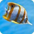 Fish Live Wallpaper icon